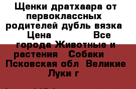 Щенки дратхаара от первоклассных  родителей(дубль вязка) › Цена ­ 22 000 - Все города Животные и растения » Собаки   . Псковская обл.,Великие Луки г.